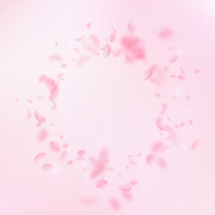 Sakura petals falling down. Romantic pink flowers 