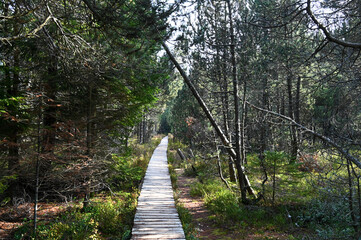 Straight wooden footbridge leading through a wild romantic swamp in the Black Forest, Germany.