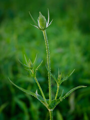 close up of grass