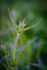 close up of grass