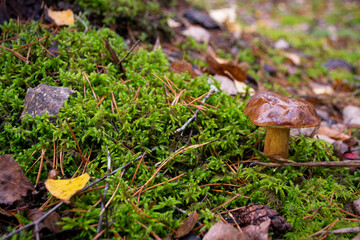 Little edible mushroom xerocomus badius in the forest on the moss
