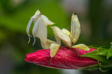 the orchid mantis or Hymenopus coronatus