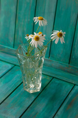 Bouquet of field daisies or camomile in a vase on teal background