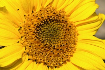 Close-up of a sunflower flower (Helianthus).