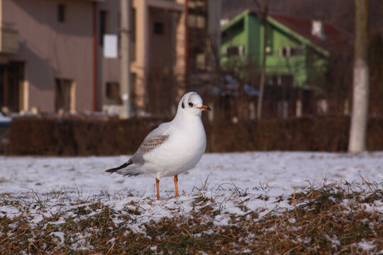 Black-headed gull walking in Cluj city in winter