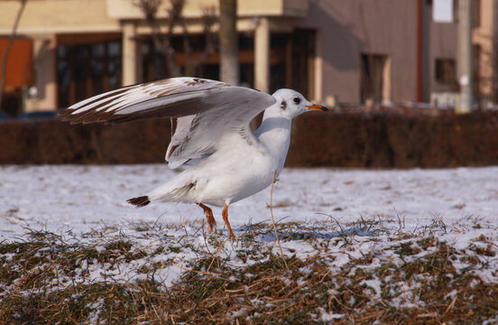 Small seagull with opened wings on the ground