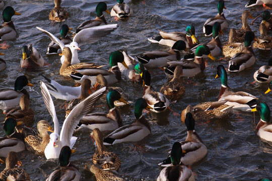Winter feeding frenzy with ducks and small gulls