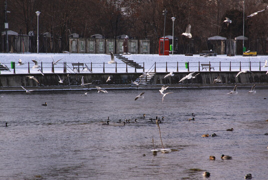 Winter birds flying in Cluj-Napoca, in cold winter