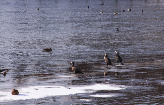Black cormorants in winter on ice in the morning