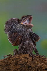 the frilled lizard