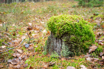old rotten tree stump covered with green moss hat