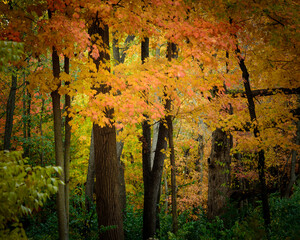 Fall Colors - Hidden Lake