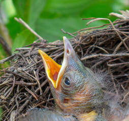 Bird nest with young birds - Eurasian Blackbird.	