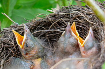 Naklejka premium Bird nest with young birds - Eurasian Blackbird. 