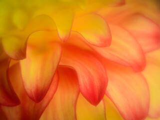 orange flower petals