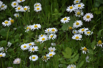 The perennial Bellis perennis bloom in nature © orestligetka