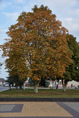 Chestnut tree in the fall in the city square.