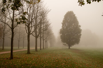 Obraz premium morning in the park