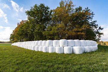 Wrapped haylage bales