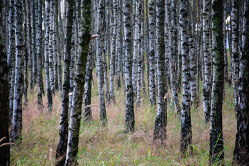 Fototapeta premium Young forest with birches and grass
