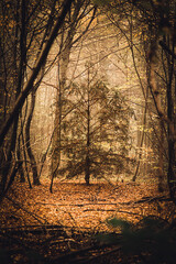 Obraz premium sunset in the forest