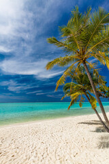 Tropical beach in Maldives with palm trees and vibrant lagoon