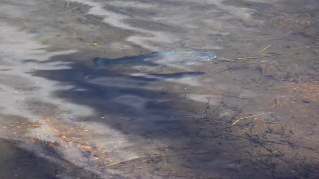 Salmon floats at shallow depths in a mountain lake in the foothills Pikes Peak Mountains in Colorado Spring, Colorado, USA