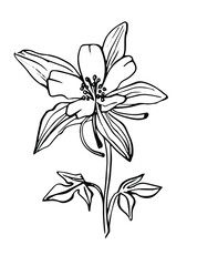 Aquilegia flower, drawn outline, black and white, isolated on a white background, emblem, sign, black and white hand drawing