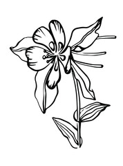 Aquilegia flower, drawn outline, black and white, isolated on a white background, emblem, sign, black and white hand drawing