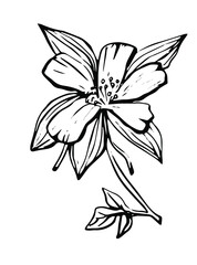 Aquilegia flower, drawn outline, black and white, isolated on a white background, emblem, sign, black and white hand drawing