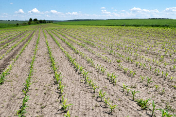 Fototapeta na wymiar In the field, young corn is treated with herbicides to protect against weeds