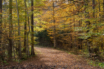 Obraz premium herbst im allgäu
