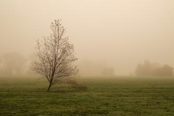 Fototapeta na wymiar tree in the fog