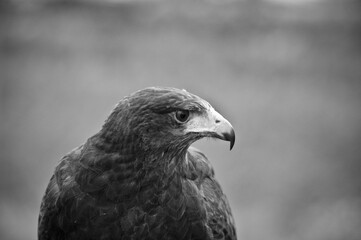 Young specimen of Golden Eagle.