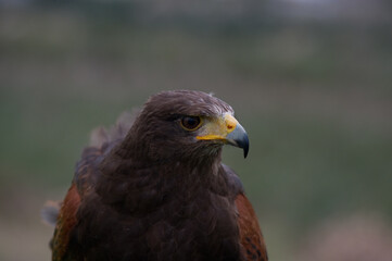 Young specimen of Golden Eagle.