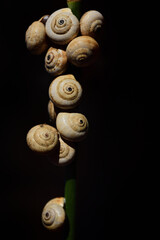Close-up of a stalk on which, against a dark background, several snails with snail shells are hanging.