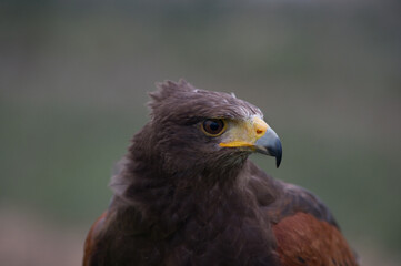 Young specimen of Golden Eagle.