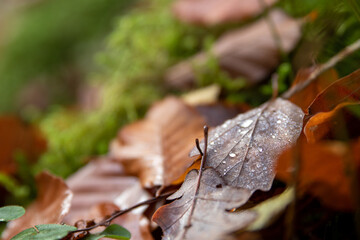 autumn leaves on the ground