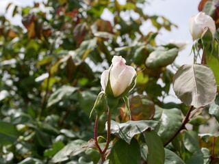 A fragrant white rose Bud on the stem opens its petals on a Sunny summer day. Raw materials for perfumery.