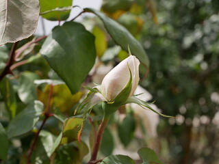 A fragrant white rose Bud on the stem opens its petals on a Sunny summer day. Raw materials for perfumery.