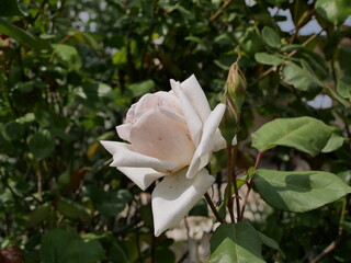 A fragrant white rose Bud on the stem opens its petals on a Sunny summer day. Raw materials for perfumery.