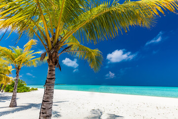 Tropical beach in Maldives with palm trees and vibrant lagoon