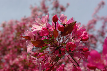 Grupa kwitnących różowych kwiatów na drzewie na tle niebieskiego nieba