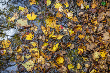 autumn leaves on the ground