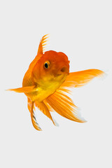 goldfish isolated on white