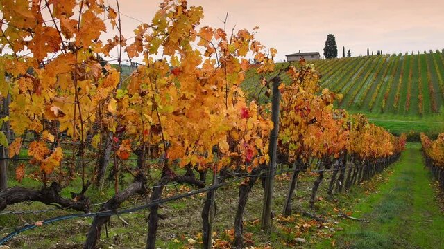 Colorful grapevines in autumn at sunset in the Chianti Classico region near Florence. Tuscany, Italy. pan camera movement.
