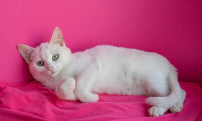 White cat lying on a pink background, looking at the camera