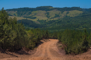 Forest Plantation 