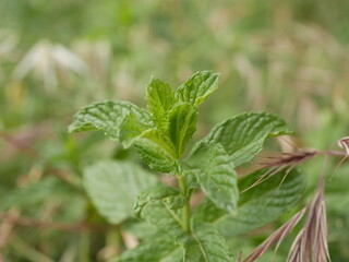 Young mint shoots grew among the field grasses in a meadow on a Sunny summer day. Fresh green leaves of wild mint.