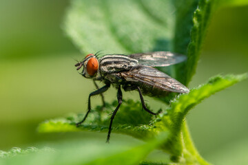 common house fly